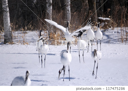 Red-crowned crane (Tsurui Village, Hokkaido) Red-crowned crane (Tsurui Village, Hokkaido) 117475286