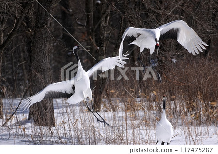 Red-crowned crane (Tsurui Village, Hokkaido) Red-crowned crane (Tsurui Village, Hokkaido) 117475287