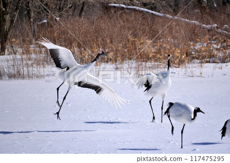 Red-crowned crane (Tsurui Village, Hokkaido) Red-crowned crane (Tsurui Village, Hokkaido) 117475295