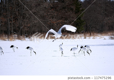 Red-crowned crane (Tsurui Village, Hokkaido) Red-crowned crane (Tsurui Village, Hokkaido) 117475296