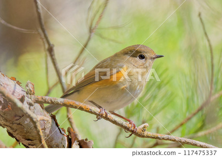 A female Blue-and-White flycatcher perched on a branch A female Blue-and-White flycatcher perched on a branch 117475337