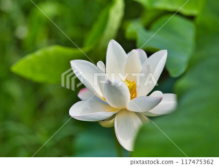 Lotus flower  117475362