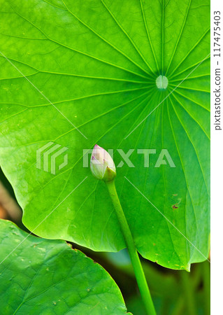 蓮花 117475403