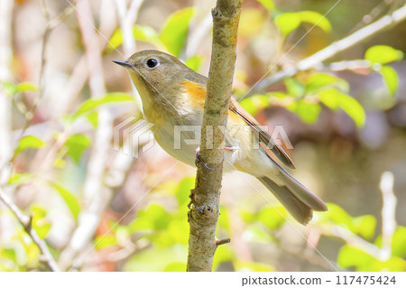 Red-flanked bluetail female staying on a branch 117475424