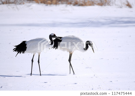 丹頂鶴（北海道鶴居村） 117475444