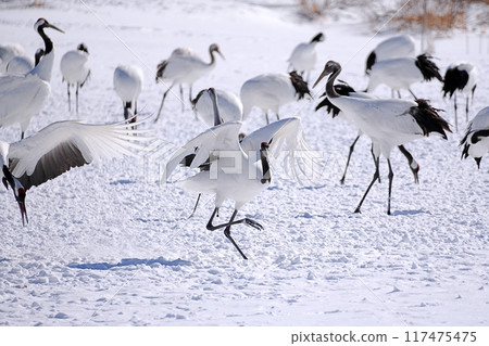 丹頂鶴（北海道鶴居村） 117475475
