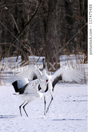 Red-crowned crane (Tsurui Village, Hokkaido) 117475488