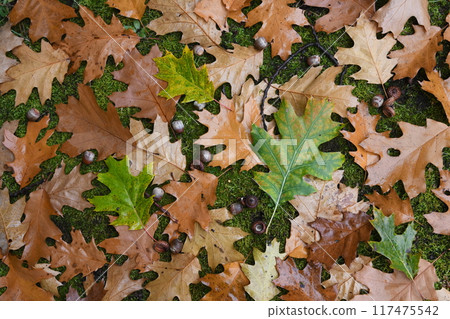 Oak leaves scattered on the mossy ground 117475542
