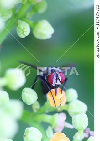 A close-up of a type of parasitoid fly resting on a Japanese knotweed plant A close-up of a type of parasitoid fly resting on a Japanese knotweed plant 117475823