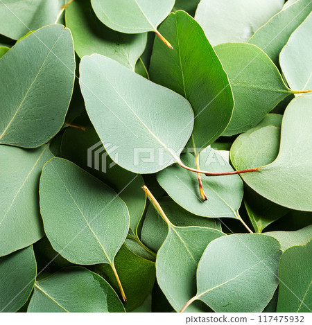 Eucalyptus leaves background Eucalyptus leaves background 117475932