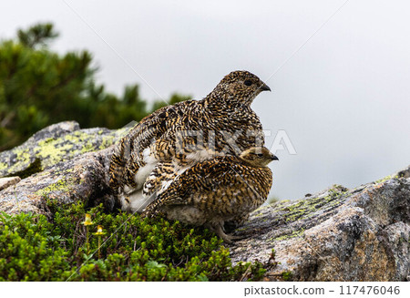 A parent ptarmigan bird watches over them A parent ptarmigan bird watches over them 117476046