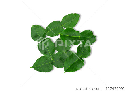 Kaffir lime leaves on white background with clipping path Kaffir lime leaves on white background with clipping path 117476091
