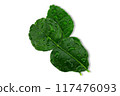 Kaffir lime leaves with droplets on white background with clipping path 117476093