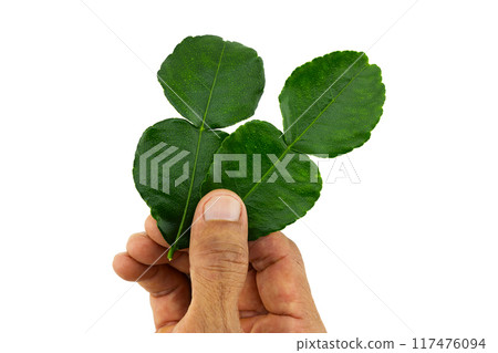 Hand holding kaffir leaves on white background with clipping path 117476094