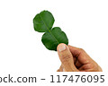 Hand holding kaffir leaf on white background with clipping path 117476095
