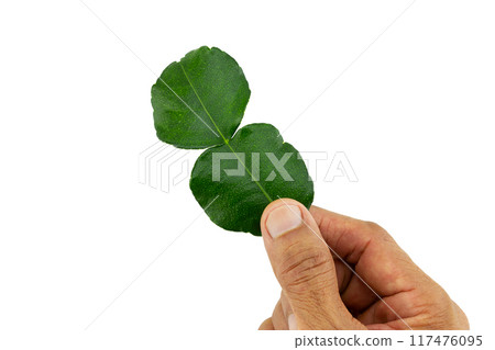 Hand holding kaffir leaf on white background with clipping path 117476095