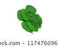 Kaffir lime leaves on white background with clipping path 117476096