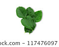 Kaffir lime leaves on white background with clipping path 117476097