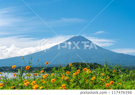 View of Mt. Fuji from Oishi Park 117476398