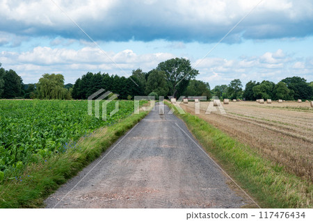 Agriculture fields with beets and mowed weath and a gravel road in Stuhr, Lower Saxony, Germany 117476434