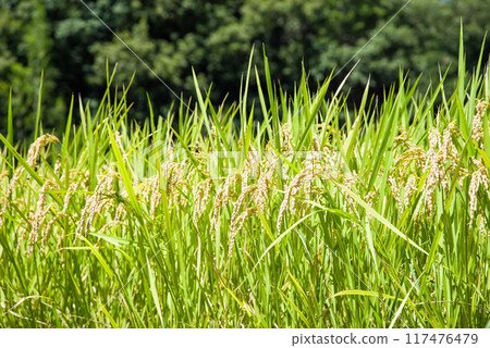 Rice early harvest 117476479