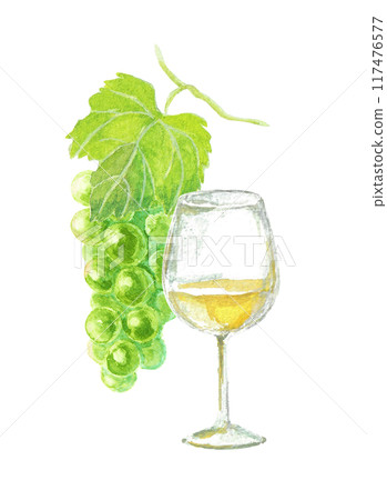 White wine and grapes painted with watercolors White wine and grapes painted with watercolors 117476577