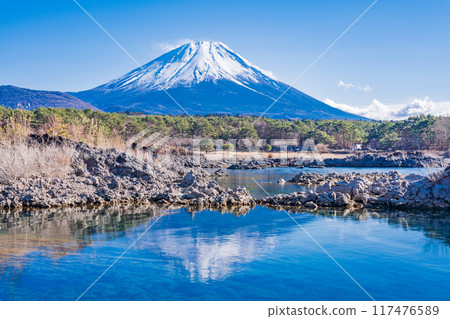 [Yamanashi Prefecture] Mount Fuji as seen from the lava area around Lake Motosu 117476589