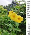 yellow flowers in the garden 117476621