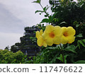 yellow flowers on the roof of the house 117476622