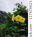 yellow orchid flower in the garden 117476623