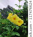 yellow flowers in the garden 117476624