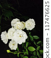 peony in the garden 117476625