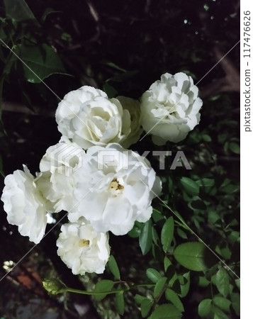 white roses in the garden white roses in the garden 117476626