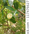 rose on a tree 117476627