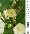 close up of a white rose flower 117476628