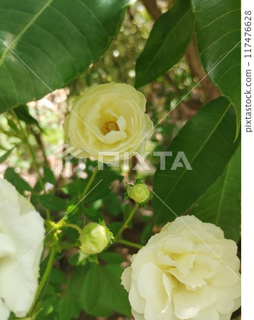 close up of a white rose flower close up of a white rose flower 117476628