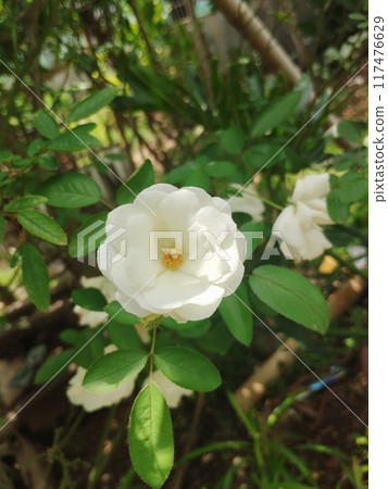 white peony flower in the garden 117476629