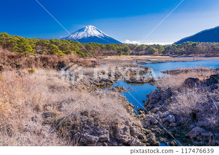 [Yamanashi Prefecture] Mount Fuji as seen from the lava area around Lake Motosu 117476639