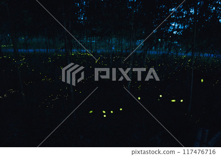 夜晚的竹林中的 Himebotaru 夜晚的竹林中的 Himebotaru 117476716