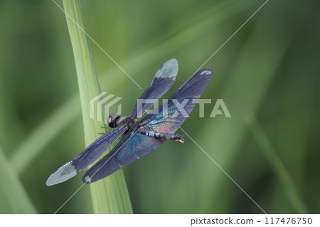 藍蜻蜓 117476750
