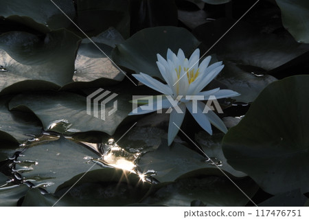 白浪百合花 117476751