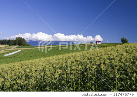 在夏日的陽光下 在夏日的陽光下 117476779