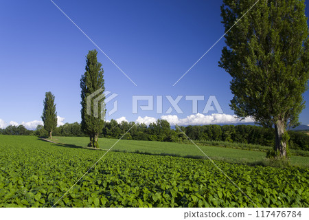 On the hill where the poplars stand On the hill where the poplars stand 117476784