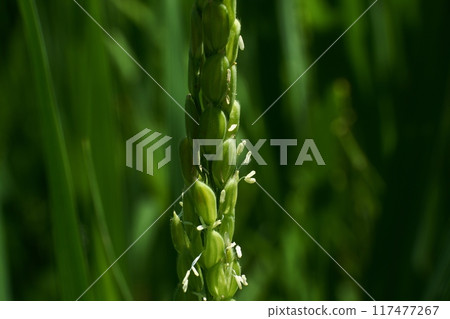 大米開花時 117477267