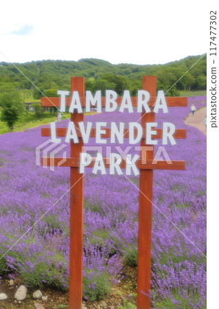 Tanbara Lavender Park, where colorful flowers bloom Tanbara Lavender Park, where colorful flowers bloom 117477302