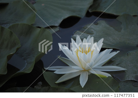 White water lily 117477351