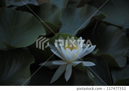 White Lotus Flower 117477352