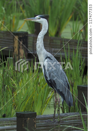 灰鷺棲息在柵欄上 117477353