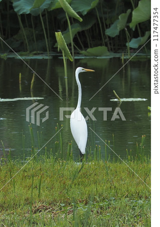 景觀與白鷺 117477354