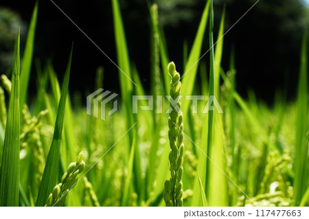 When the rice blooms 117477663